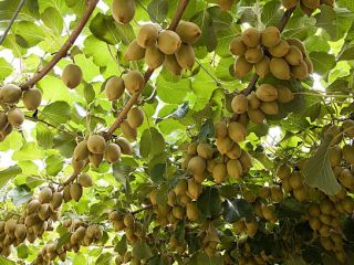 Do sprzedania świeżo zerwane kiwi dobrej kalibracji