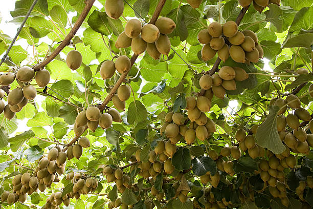 Do sprzedania świeżo zerwane kiwi dobrej kalibracji