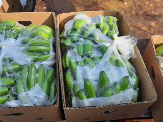 FIRMA PRODUKCYJNA BANANÓW PL EKWADOR POSZUKUJEMY NOWYCH KLIENTÓW DO