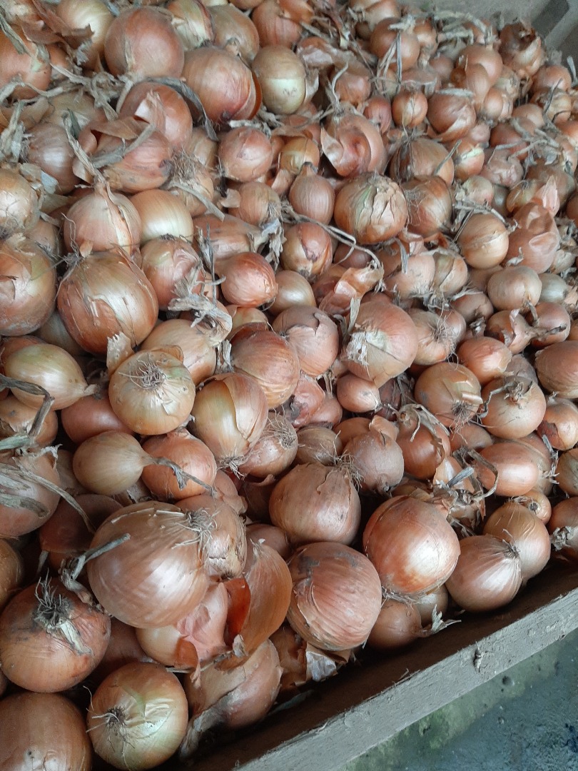 Sprzedam cebulę kal.5+