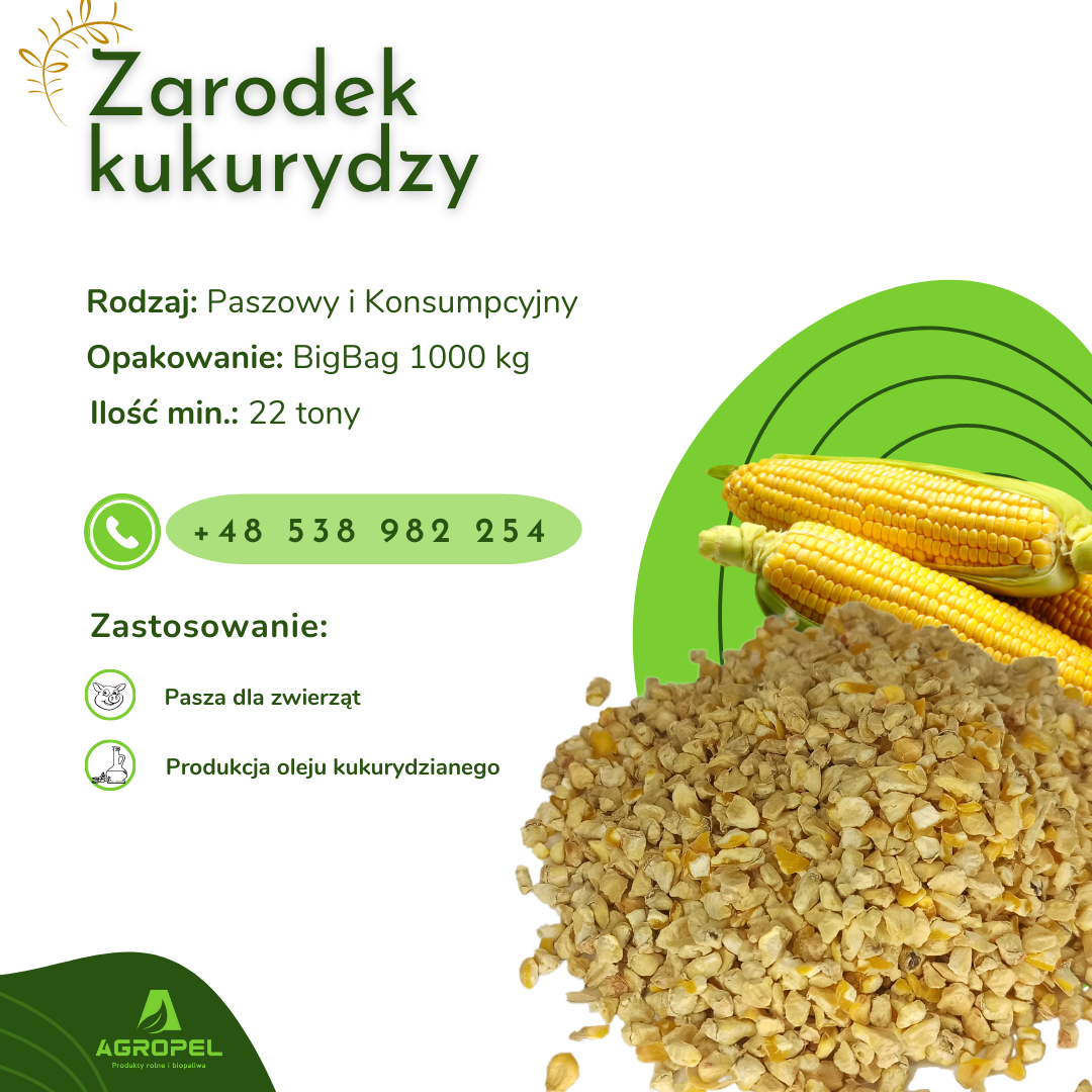 ZARODEK KUKURYDZY Oferujemy w ciągłej sprzedaży zarodek kukurydzy