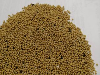 LLC Smoleńsk Agro Export eksportuje nasiona gorczycy białej, żółtej