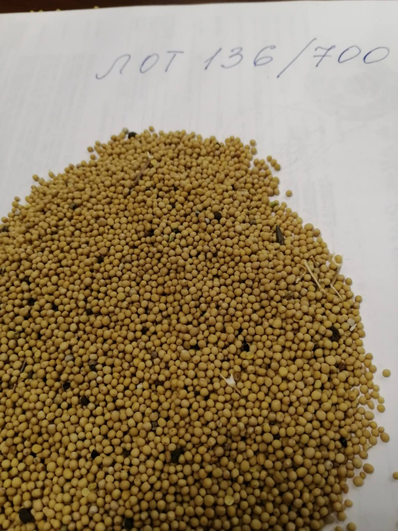 LLC Smoleńsk Agro Export eksportuje nasiona gorczycy białej, żółtej i czarnej pochodzenia rosyjskiego, DAP do krajów UE