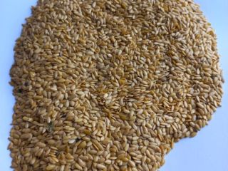 LLC Smoleńsk Agro Export eksportuje siemię lniane żółte i