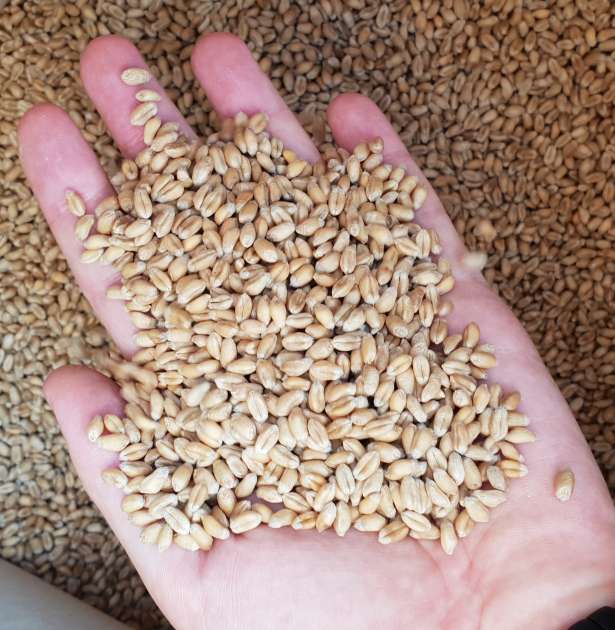 Sprzedam pszenicę z Ukrainy 1000 ton 4 klasie Cena z dostawą - Lana