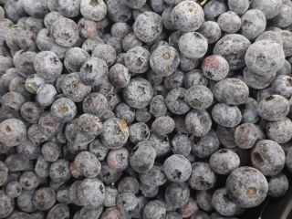 Borówka uprawna Iqf (duke,bluecrop) Ilość 21 ton Pakowanie 10kg
