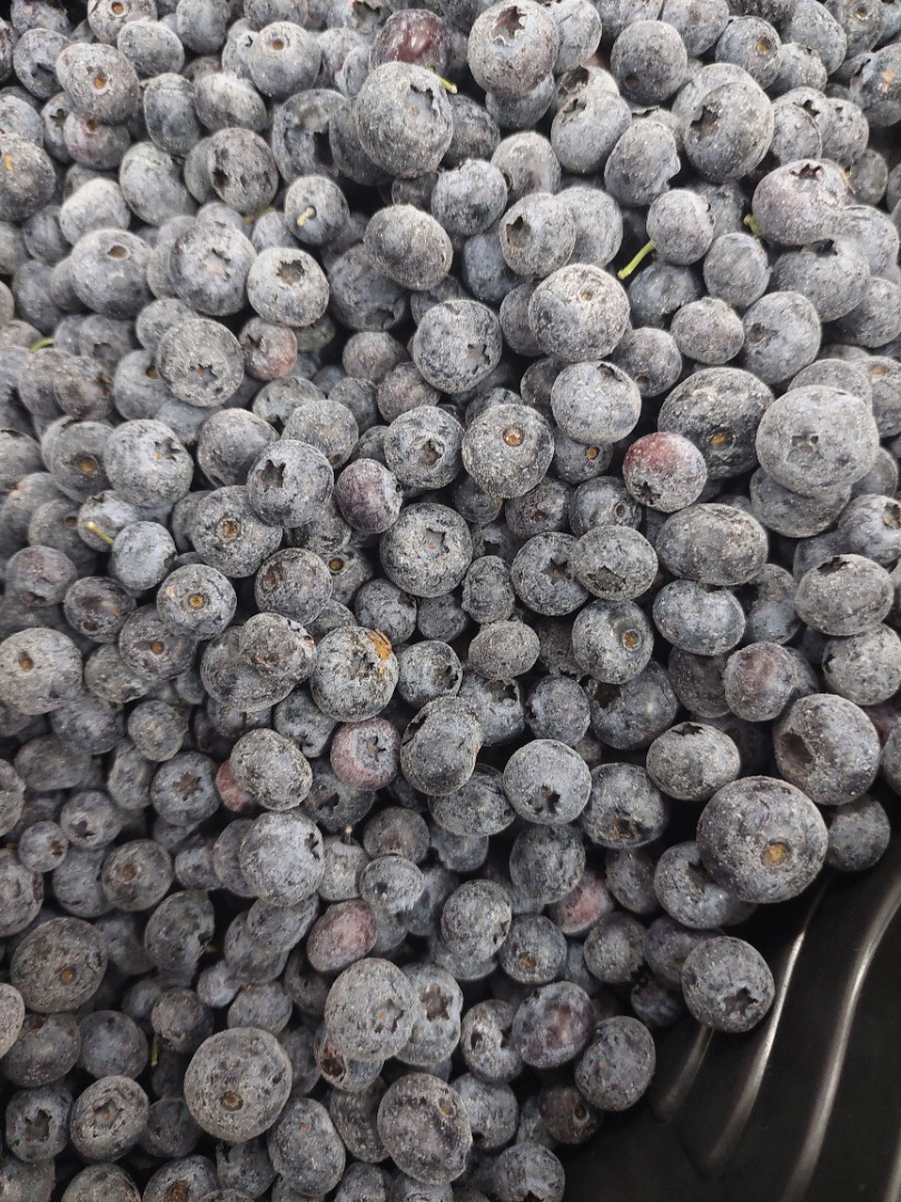 Borówka uprawna Iqf (duke,bluecrop) Ilość 21 ton Pakowanie 10kg karton 33 pal