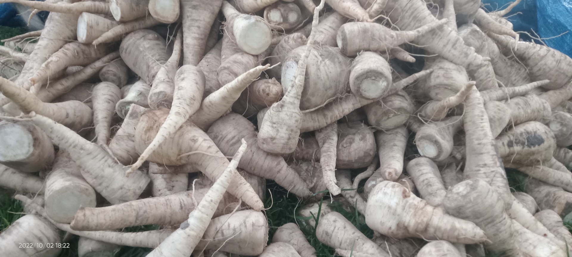 Mam na sprzedaż pietruszkę korzeń mytą