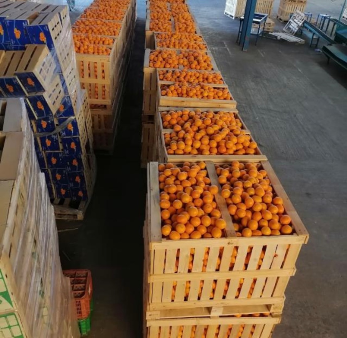 Posiadamy mandarynki, wielkość zamówienia 100MT do 1000MT, dostawa drogą morską Mr.Ibrahim
