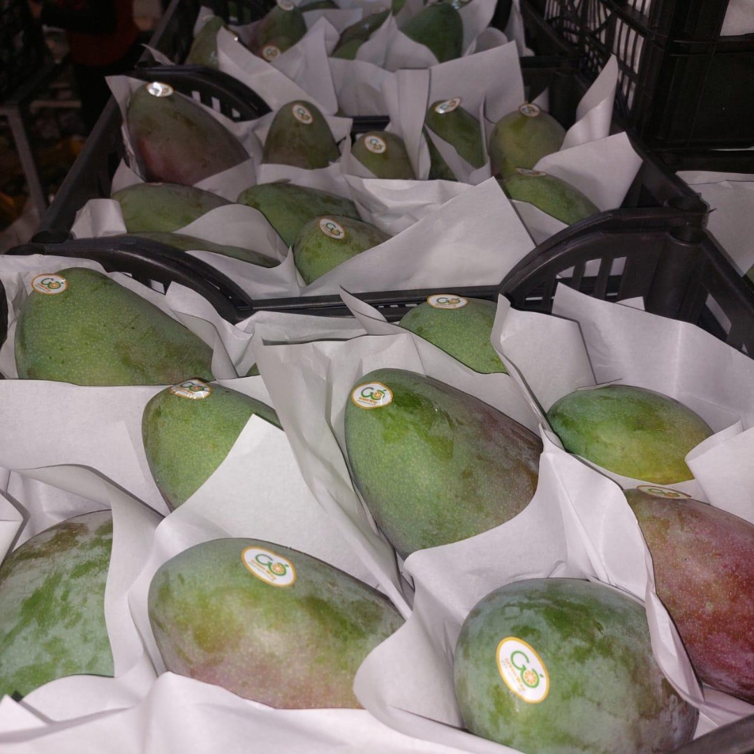Wysokiej jakości egipskie mango