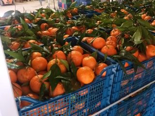 FIA GOGOT FRUIT przyniesie Ci w nowym sezonie owoce