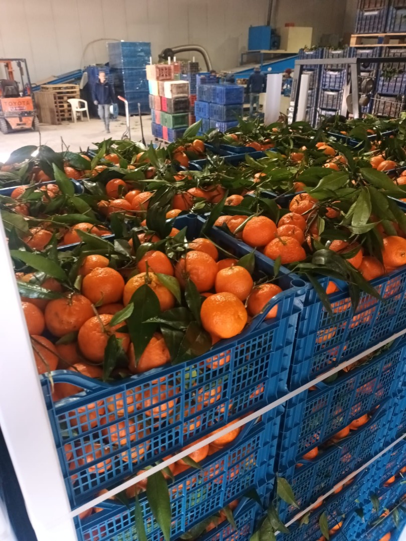 FIA GOGOT FRUIT przyniesie Ci w nowym sezonie owoce z potencjałem do rozwoju Twojej firmy w cenach producenta, owoce świeże i kalibrowane zgodnie z wymaganiami
