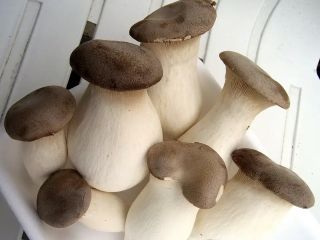 Świeże boczniaki królewskie na eksport, 200 g / opakowanie,