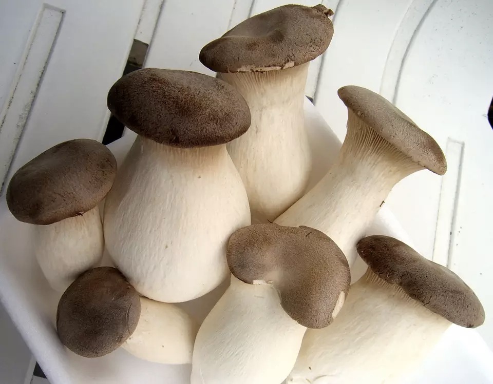 Świeże boczniaki królewskie na eksport, 200 g / opakowanie, 300 g / opakowanie, 500 g / opakowanie, 1 kg / opakowanie, 2,5 kg / opakowanie; lub jako wymagania