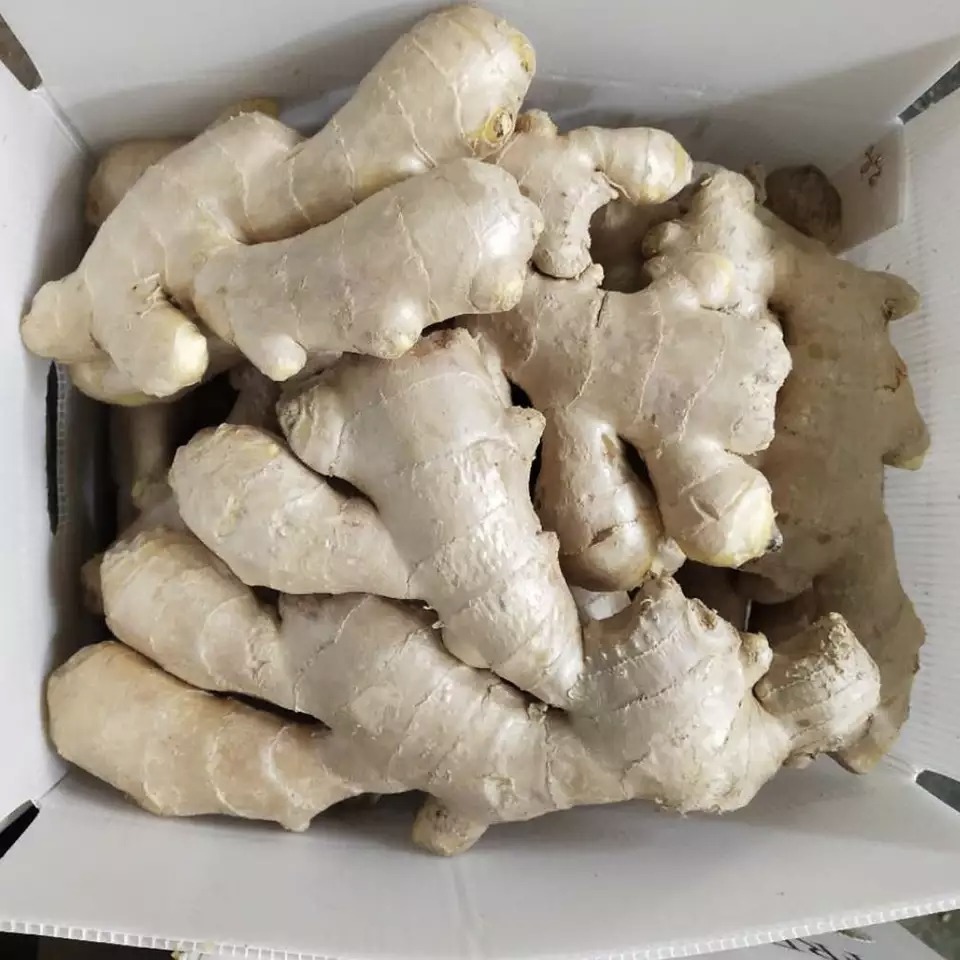 Taze zencefil 2kg/ctn, 5kg/ctn, 10kg/ctn, 30lb/ctn kartonda; 10kg, 20kg, 30kg plik çantada; 10kg, 27lb, 30lb plastikowe opakowanie Świeży imbir 2kg/ctn
