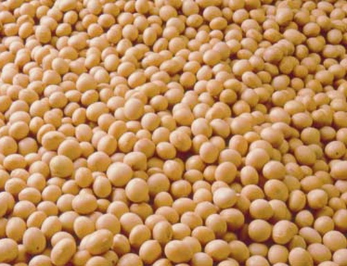 Soja GMO na eksport z Ukrainy