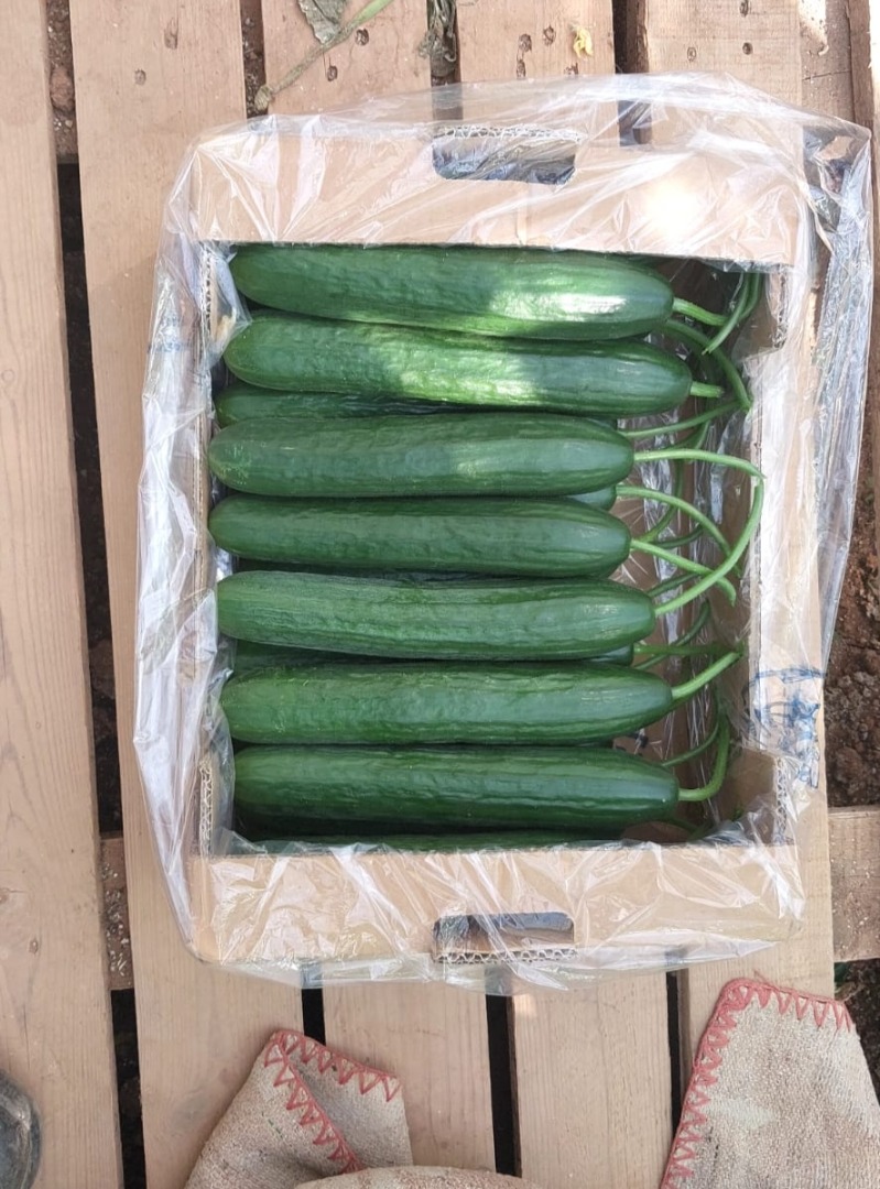 Sprzedam ogórki gruntowe oraz szklarniowe