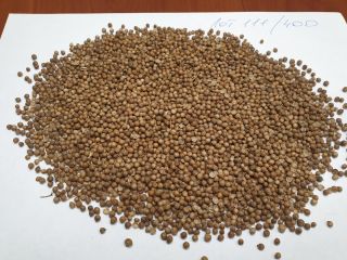 Smoleńsk Agro Export Sp. z oo eksportuje nasiona kolendry