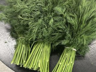 Sprzedamy świeży koperek i natkę pietruszki z importu stałe