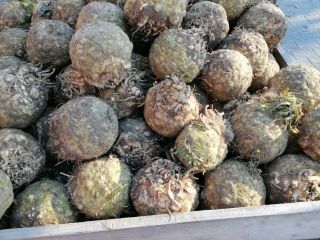 Sprzedam seler korzeniowy na brudno waga od 1kg