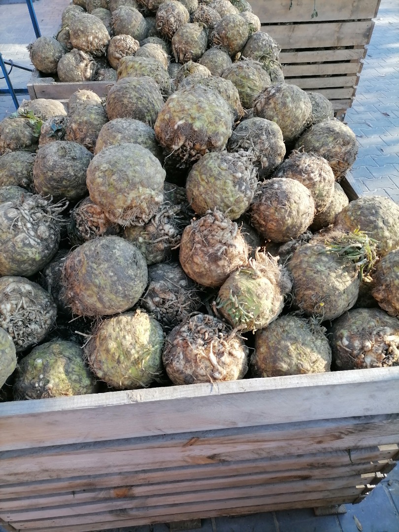 Sprzedam seler korzeniowy na brudno waga od 1kg