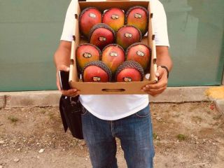 Mango Kent bezpośrednio od producentów w północnym Peru. (Tambogrande,