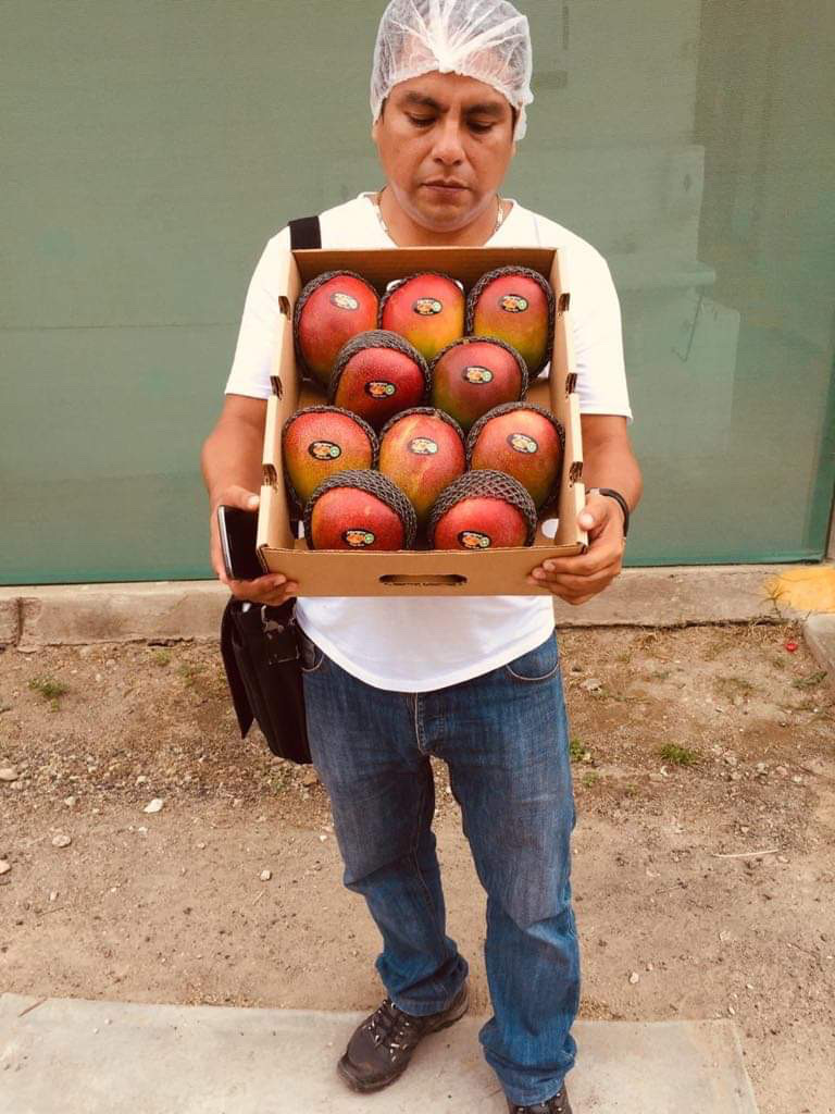 Mango Kent bezpośrednio od producentów w północnym Peru