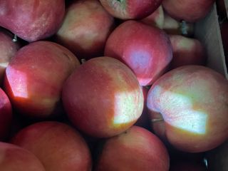 Royal Apple Sp. z oo sprzedaje dobrej jakości jabłka