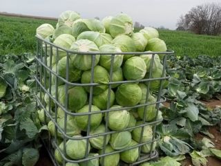 Sprzedam kapustę zimową Zenon kal.2-5kg ilości busowe