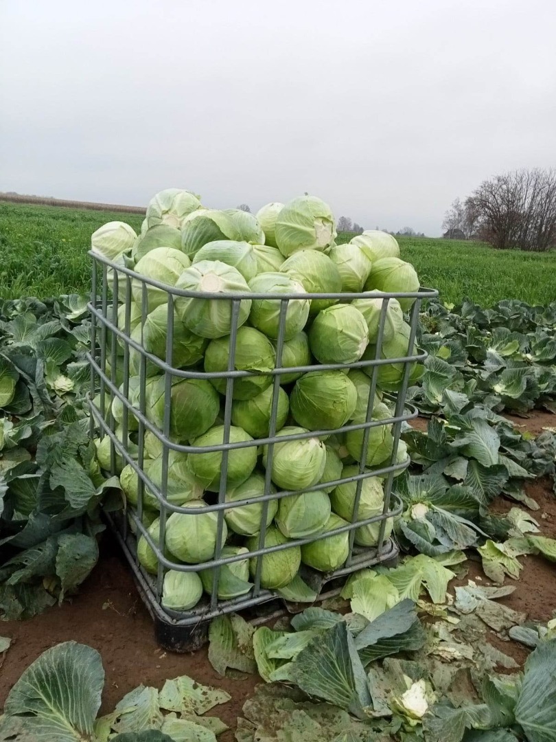 Sprzedam kapustę zimową Zenon kal.2-5kg ilości busowe