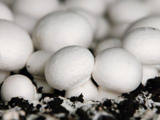 Szanowni Państwo, poszukujemy producentów pieczarki białej, brązowej oraz boczniaka