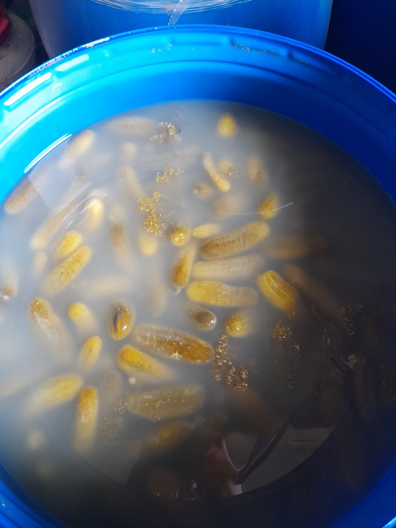Sprzedam ogorek kiszony z własnego gospodarstwa kiszony naturalnie chrupki pachnący wielkość do 12 cm