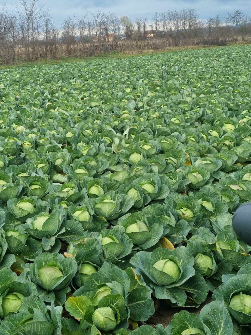 Hinova ze świeżej kapusty extra jakości