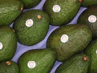 Pakowanie awokado odbywa się w 4-kilogramowe kartony brutto, z