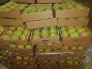 Niektóre z kenijskich odmian mango, które eksportujemy, to: Apple