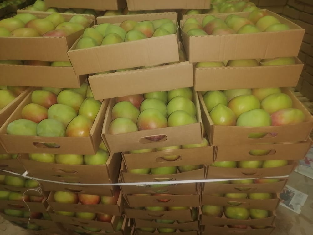 Niektóre z kenijskich odmian mango, które eksportujemy, to: Apple Mango – bogaty żółto-pomarańczowy kolor dojrzałych owoców o okrągłym kształcie, średniej lub