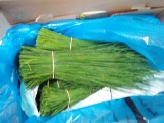 Chive plants produce long, thin, tender green leaves that