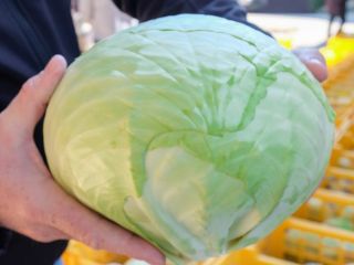 Sprzedam kapustę białą około 12 ton Może być szatkowana