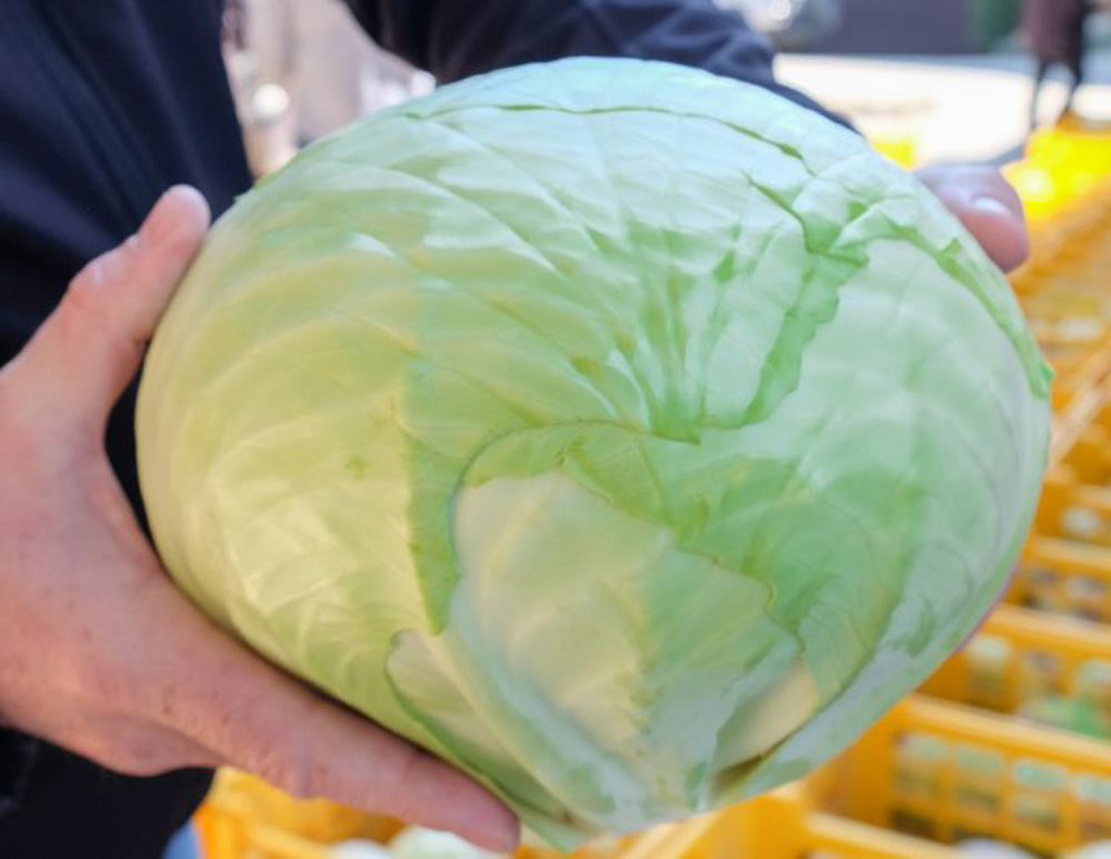 Sprzedam kapustę białą około 12 ton Może być szatkowana