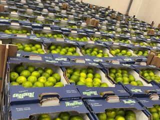 Limonki Tahiti Cena EXW Rotterdam: 8,5 EUR/4,5 KG Marka:
