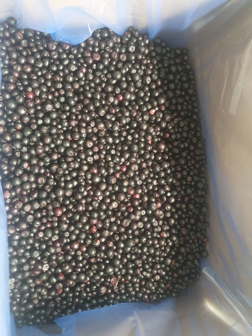 Mam zaszczyt przedstawić Państwu IQF Mrożone dzikie Borówki (Vaccinium Myrtillus)
