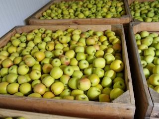 Sprzedam RedJonaprince, RedCapa, Jeronimo, KingRoat, Szampion, Golden, Gala Must,