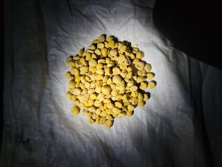 Sprzedaje się 300 kg suszonych kasztanów.