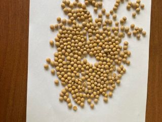 Sprzedaż soi w big-bagach. Kraj pochodzenia Ukraina, dostawa do