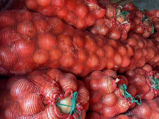 Cebula cebulowa hurtowa od producenta. Pakowane w siatki po