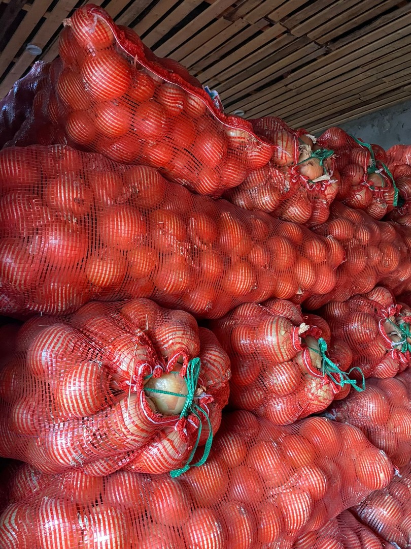 Cebula cebulowa hurtowa od producenta