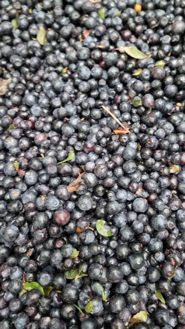 Mam do sprzedarzy jagody leśne pochodzenia Ukraina: 20 t z liśćmi w cenie 2,7 E/kg