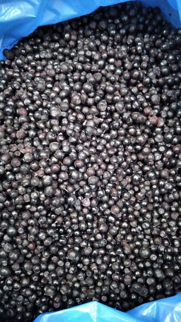 Mam do sprzedarzy jagody leśne pochodzenia Ukraina: 20 t obranej w cenie 2,9 E/kg