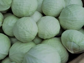 Witam, sprzedam kapustę białą marketową 1-4 kg ilości tirowe