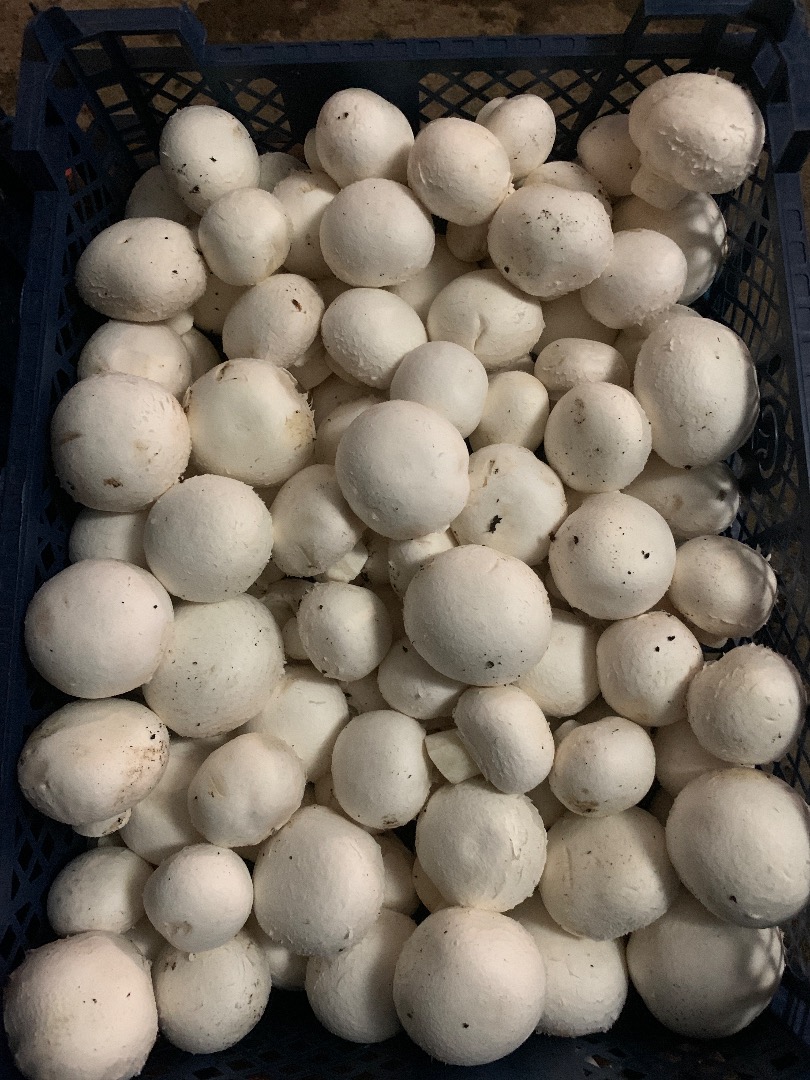 Sprzedam pieczarkę białą w klatkach 3/4kg